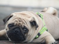 nombres para pugs