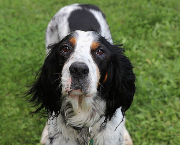 perros setter ingles