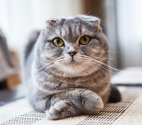 gato scottish fold