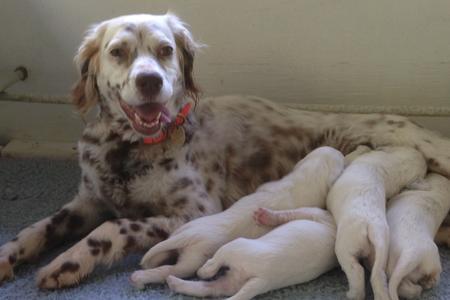 cachorros setter ingles 
