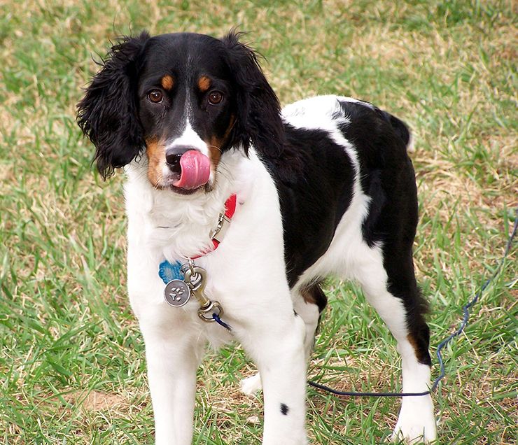 perro springer spaniel