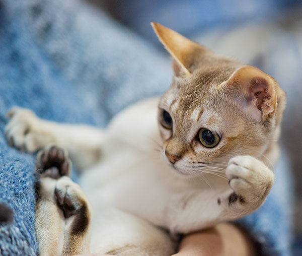 Gato Singapura Miniatura Todo Sobre Esta Raza De Gatos Gato Singapura Miniatura Todo Sobre Esta Raza De Gatos