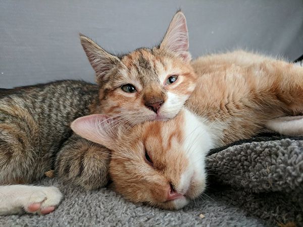 gatitos enfermedad genetica