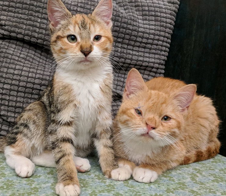 gatitos rescatados enfermedad genetica