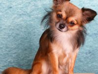 como levantar las orejas de un perro