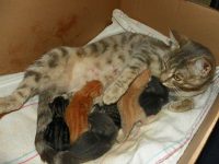 mi gata no expulso la placenta