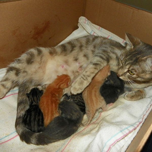 ¿Cómo es el PENE de gato? ¡Tiene pinchos y un hueso! (imágenes) ¿Cómo es el PENE de gato? ¡Tiene pinchos y un hueso! (imágenes)