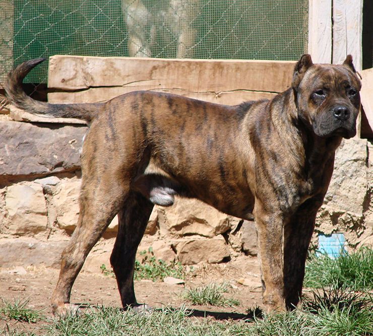perro villano