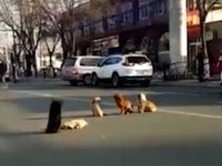 perros cuidan amigo muerto atropellado