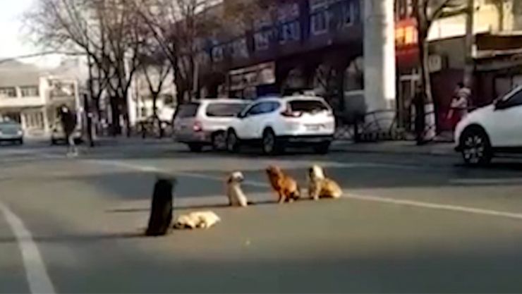 perros cuidan amigo muerto atropellado