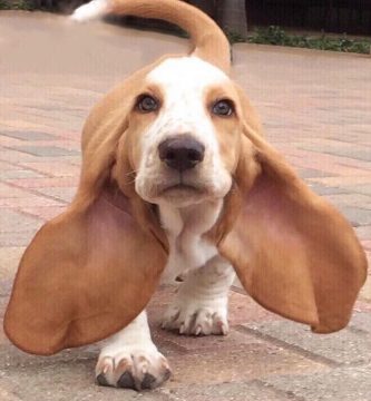 razas de perros de orejas largas