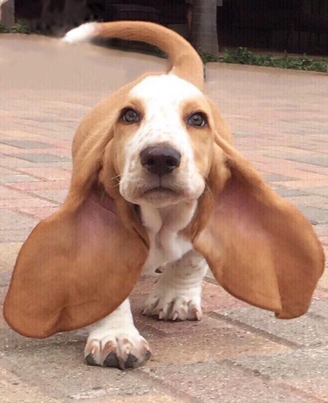 razas de perros de orejas largas