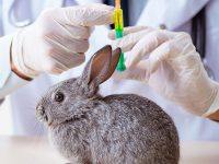 vacunas para conejos