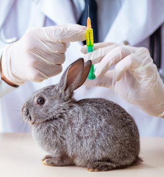 vacunas para conejos