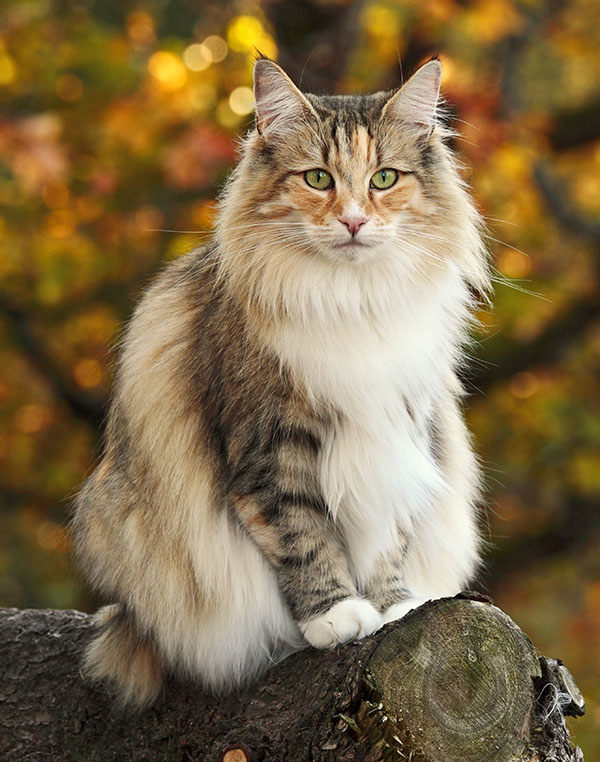 gato Bosque de Noruega