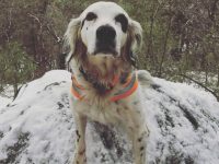 Perro salva familia de oso