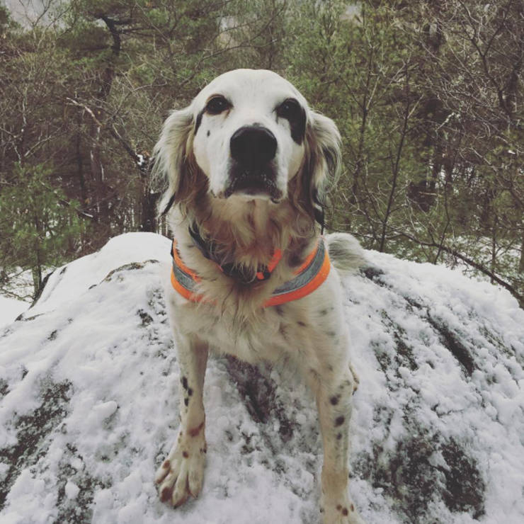 Perro salva familia de oso