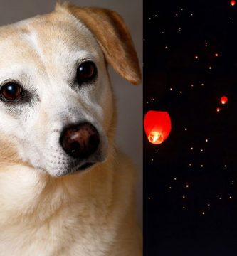 año del perro 2018 predicciones