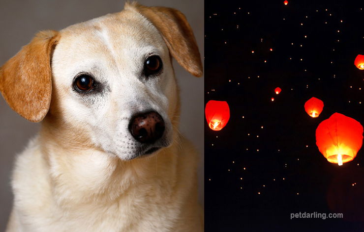 año del perro 2018 predicciones