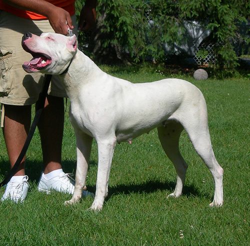 cuales son los perros de presa