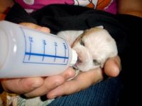 como alimentar a un cachorro