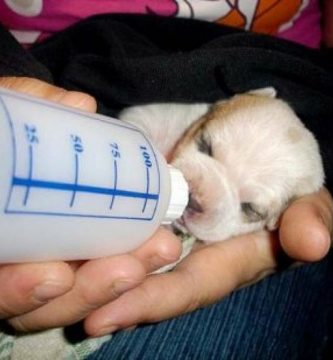 como alimentar a un cachorro