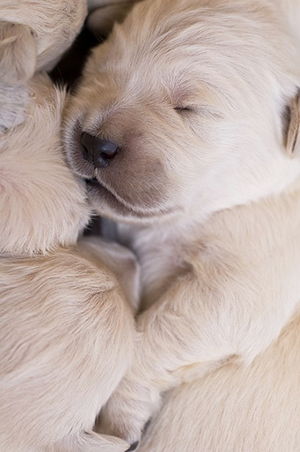 cuantos ml de leche debe tomar un cachorro de 1 mes