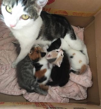 gatitos rescatados de la calle