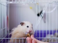 jaula para hamster