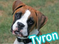nombres para perros bóxer