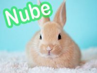 nombres para conejos
