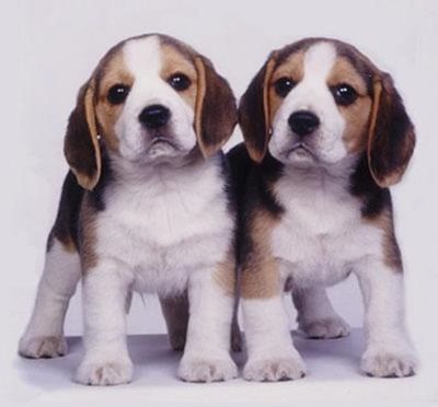 nombres para perros beagle