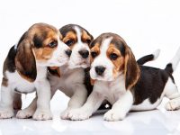 nombre para beagles