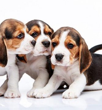 nombre para beagles