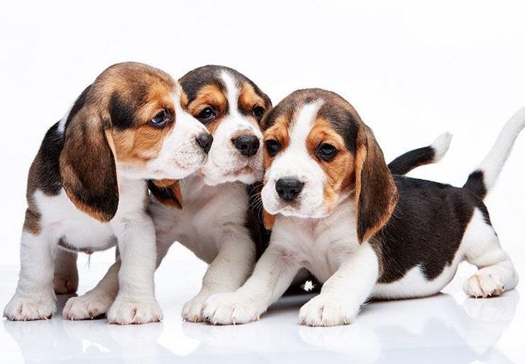 nombre para beagles