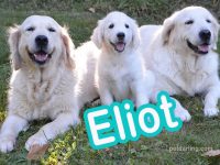 nombres para golden retriever