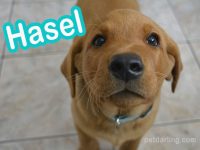 nombres para perros labrador