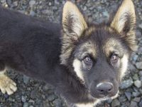 ombres para perros pastor aleman