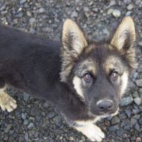ombres para perros pastor aleman