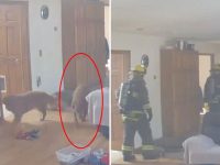 perro quema la casa robando pancakes
