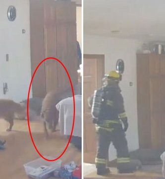 perro quema la casa robando pancakes