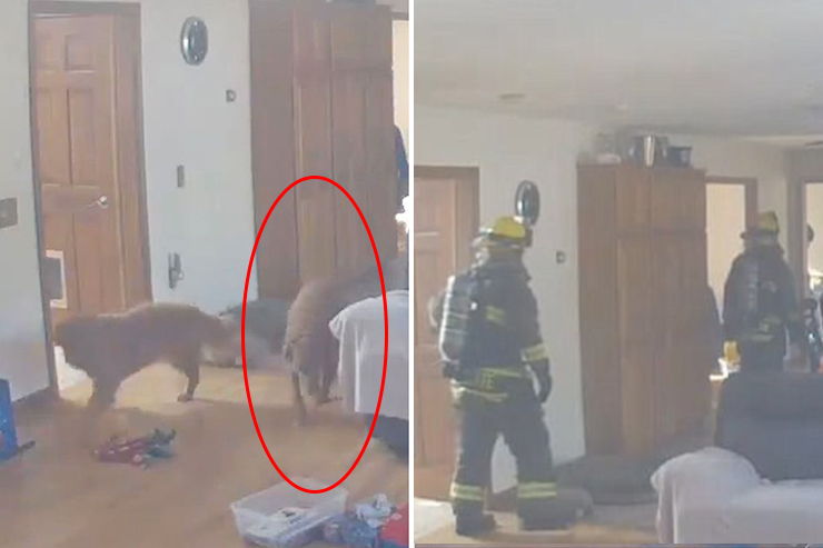 perro quema la casa robando pancakes