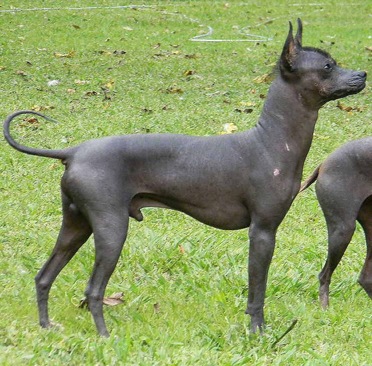 perro pila argentino