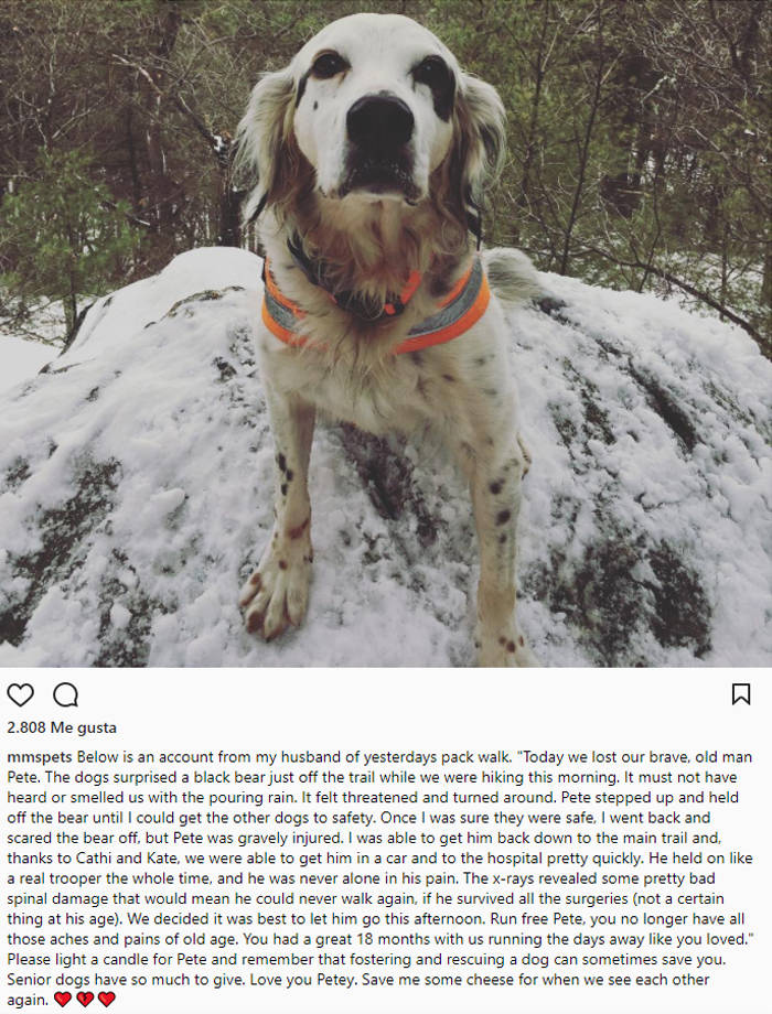 perro salva familia oso instagram