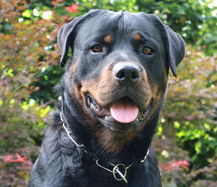 perros de presa