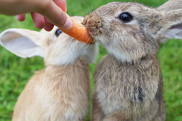 qué comen los conejos