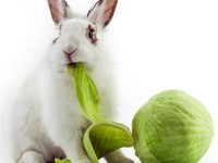 qué comen los conejos