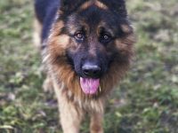 tipos de perros pastor