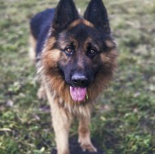 Top 20 Razas de PERROS PASTORES ¿Cual es la mejor?