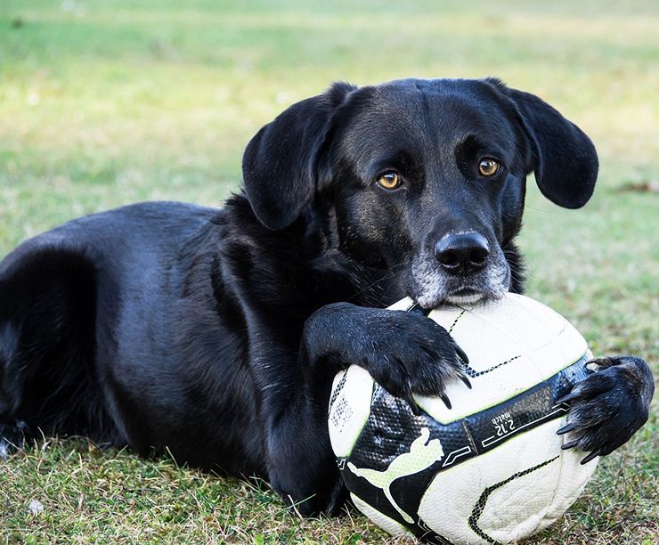 disminuyen la compra de mascotas en tiendas